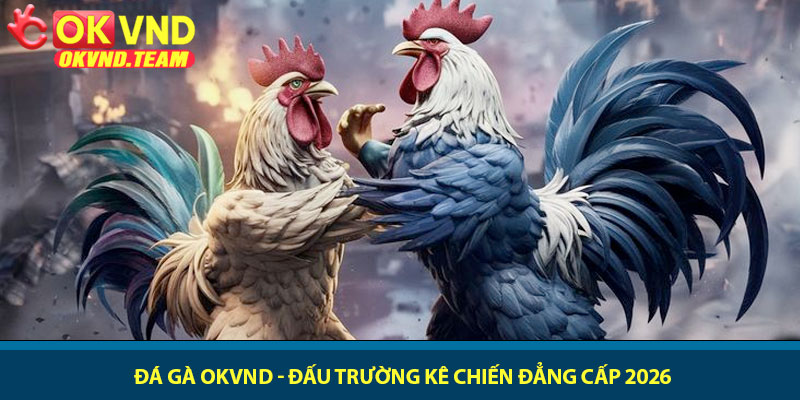 Đá gà OKVND - Đấu trường kê chiến đẳng cấp 2026 1 Đá gà OKVND - Đấu trường kê chiến đẳng cấp 2026