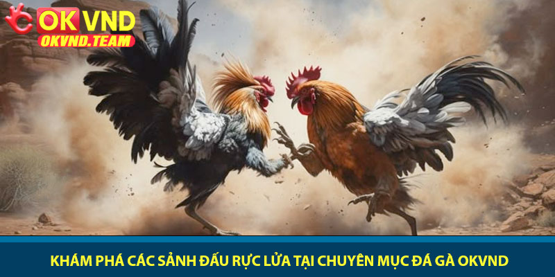 Đá gà OKVND - Đấu trường kê chiến đẳng cấp 2026 2 Khám phá các sảnh đấu rực lửa tại chuyên mục đá gà OKVND