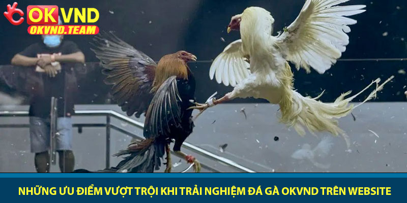 Đá gà OKVND - Đấu trường kê chiến đẳng cấp 2026 3 Những ưu điểm vượt trội khi trải nghiệm đá gà OKVND trên website