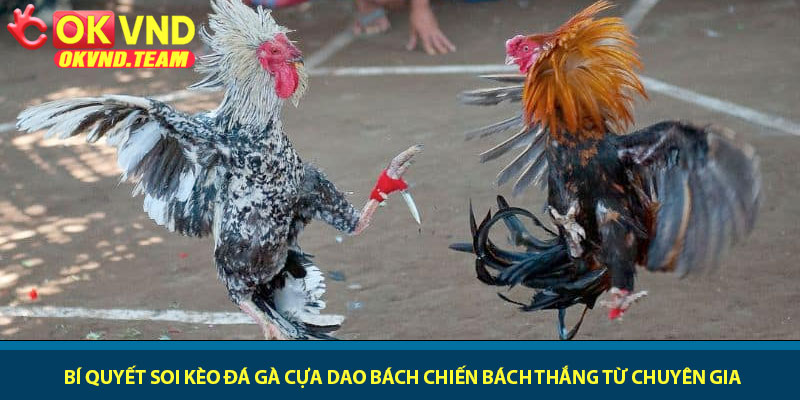 Đá gà cựa dao - Trận chiến sinh tử đầy kịch tính tại OKVND 3 Bí quyết soi kèo Đá gà cựa dao bách chiến bách thắng từ chuyên gia