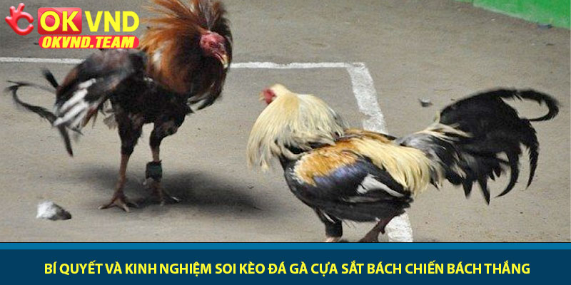 Đá gà cựa sắt - Đấu trường kịch tính cược thắng dễ tại OKVND 3 Bí quyết và kinh nghiệm soi kèo Đá gà cựa sắt bách chiến bách thắng