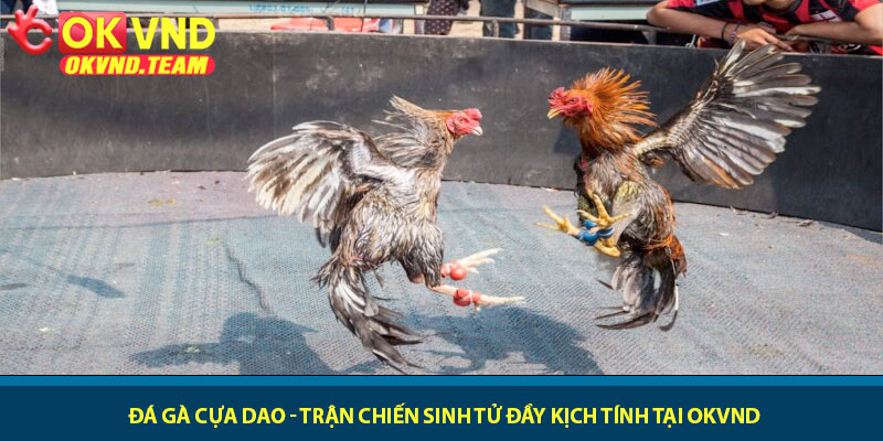Đá gà cựa dao - Trận chiến sinh tử đầy kịch tính tại OKVND 1 Đá gà cựa dao - Trận chiến sinh tử đầy kịch tính tại OKVND