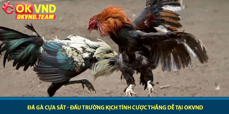 Đá gà cựa sắt - Đấu trường kịch tính cược thắng dễ tại OKVND 2 Đá gà cựa sắt - Đấu trường kịch tính cược thắng dễ tại OKVND