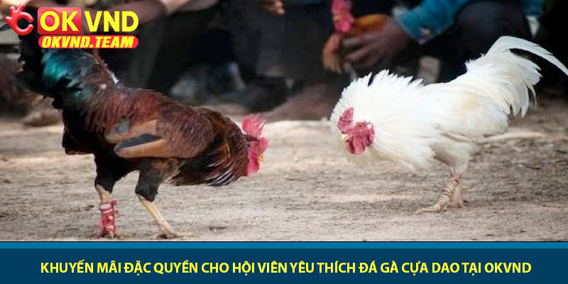 Đá gà cựa dao - Trận chiến sinh tử đầy kịch tính tại OKVND 4 Khuyến mãi đặc quyền cho hội viên yêu thích Đá gà cựa dao tại OKVND