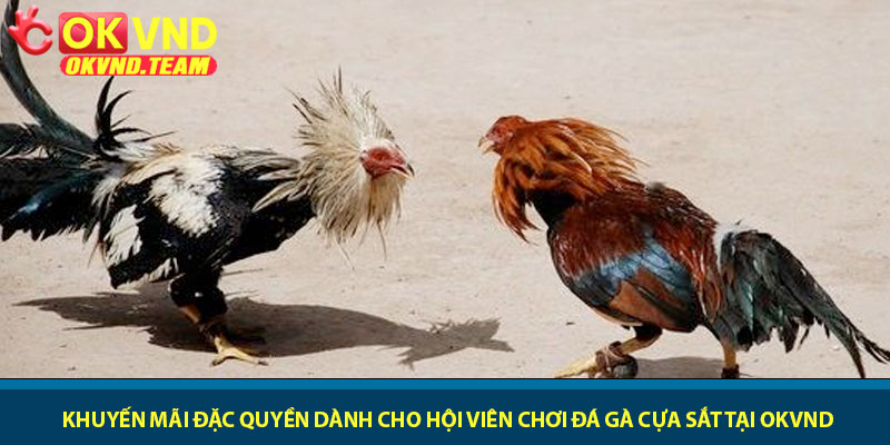Đá gà cựa sắt - Đấu trường kịch tính cược thắng dễ tại OKVND 4 Khuyến mãi đặc quyền dành cho hội viên chơi Đá gà cựa sắt tại OKVND