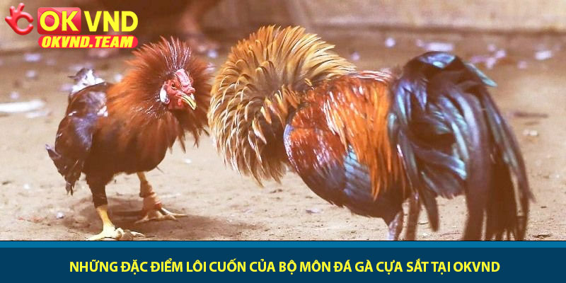 Đá gà cựa sắt - Đấu trường kịch tính cược thắng dễ tại OKVND 2 Những đặc điểm lôi cuốn của bộ môn Đá gà cựa sắt tại OKVND
