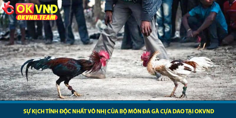 Đá gà cựa dao - Trận chiến sinh tử đầy kịch tính tại OKVND 2 Sự kịch tính độc nhất vô nhị của bộ môn Đá gà cựa dao tại OKVND